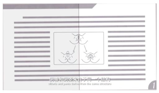 女生下面长什么样儿,女生私处实拍