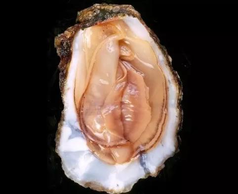 女生下面长什么样儿,女生私处实拍