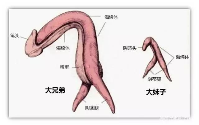 前列腺快感,男人的终极体验(直男慎点)