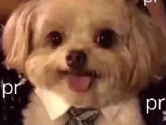 男朋友㖭狗让我觉得很舒服