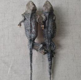 蛤蚧真的能壮阳吗 吃蛤蚧要多久才壮阳