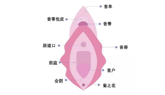生理科普:阴道到底指什么?女人,请好好了解自己