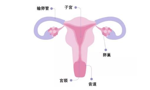 生理科普:阴道到底指什么?女人,请好好了解自己