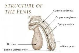 5个靠谱的增大丁丁的方法，让她爽到宫颈高潮