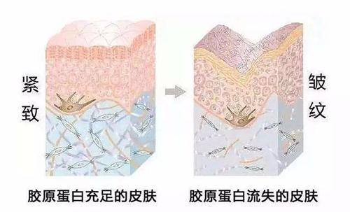 口服胶原蛋白副作用和危害有吗？