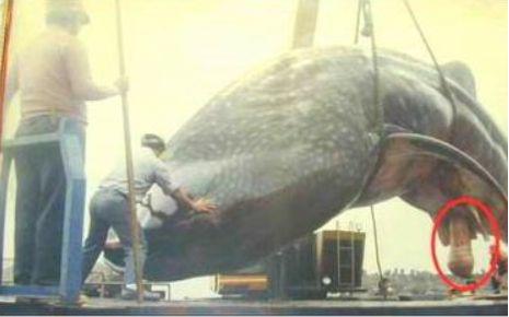 世界上最大的b是多大