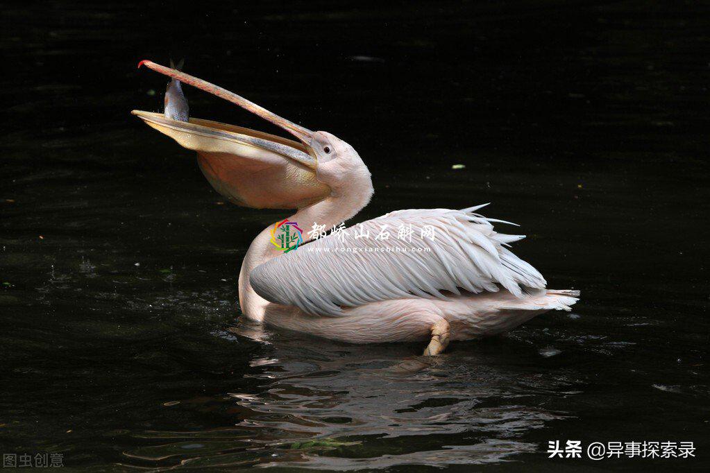 世界八大恐怖怪物【世界十大最恐怖的海洋怪物】