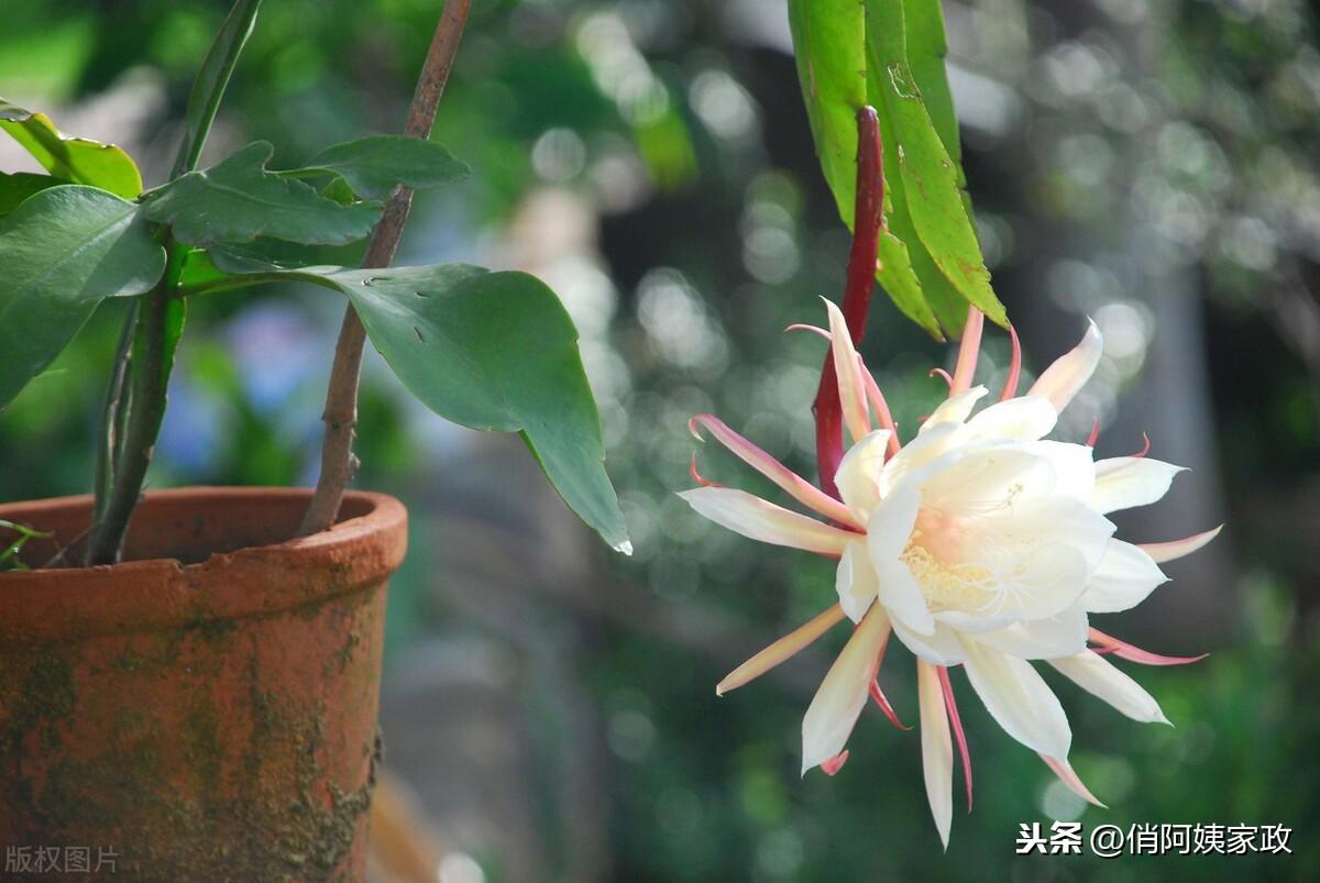 女县长直播收入百万