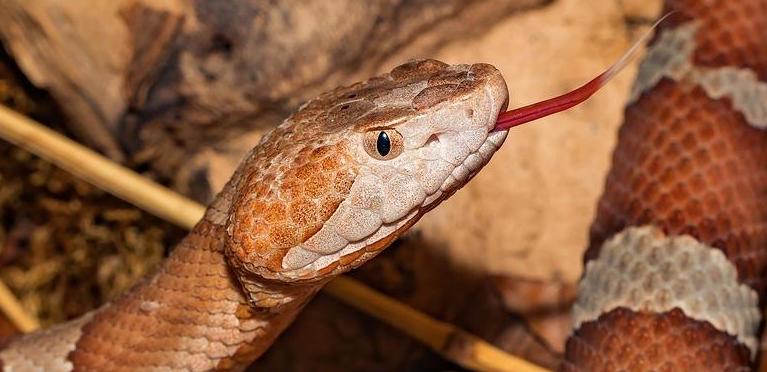 女人梦见蛇的七大预兆