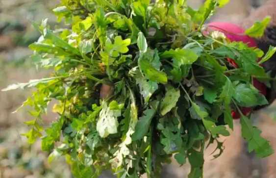 地菜的功效与作用及禁忌