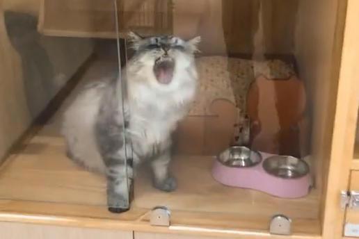 女孩在宠物店故意推门夹死小猫
