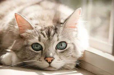 名贵猫王后代医院体检被误做绝育