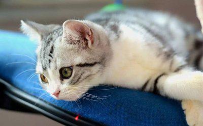 名贵猫王后代医院体检被误做绝育