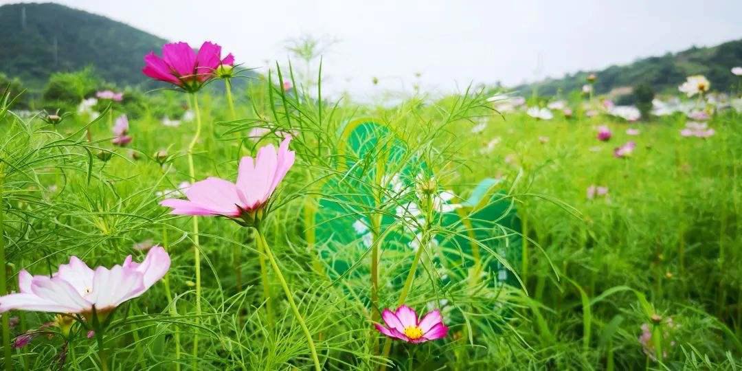 春游要注意哪些事项