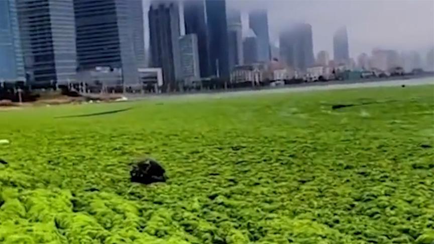 浒苔的形成原因及危害