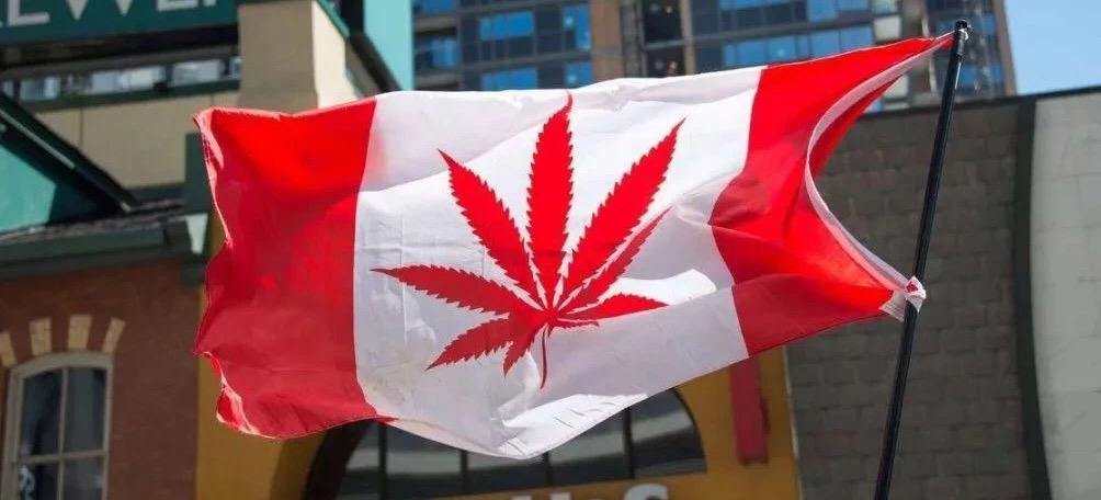 加拿大官方贩毒贩到赔本