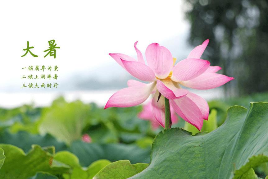 大暑是什么季节的节气