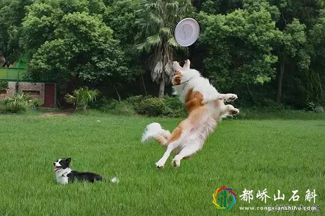 狗狗训练班一般多少钱