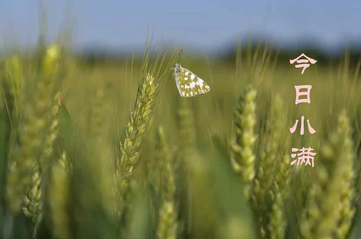 小满节气的由来和气候特点