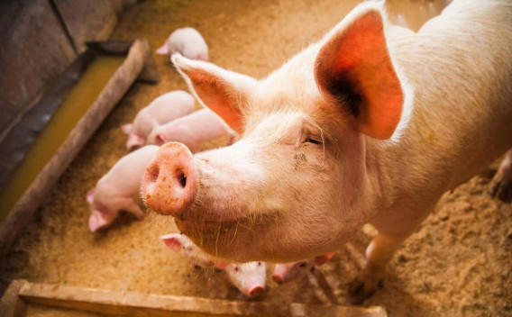 猪的寿命最长多少年