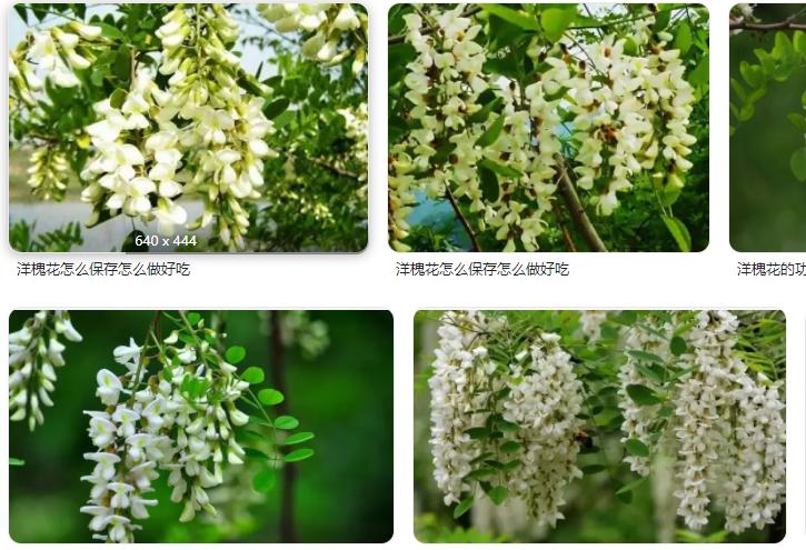 洋槐花饼怎么做好吃