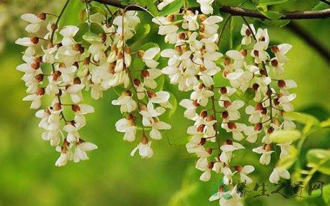 洋槐花饼怎么做好吃