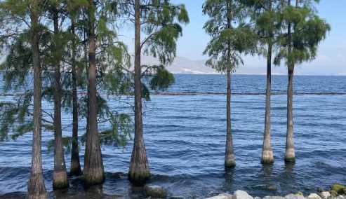 从大理古城怎样去洱海
