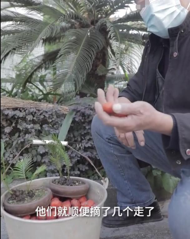 铁树果能吃吗