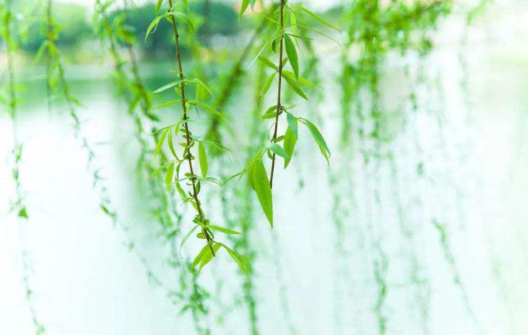 清明节祭祖的规矩和仪式