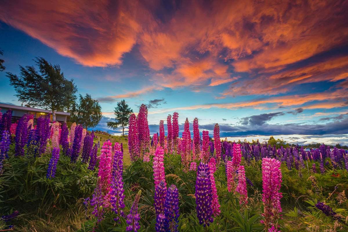 鲁冰花为什么是禁歌呢