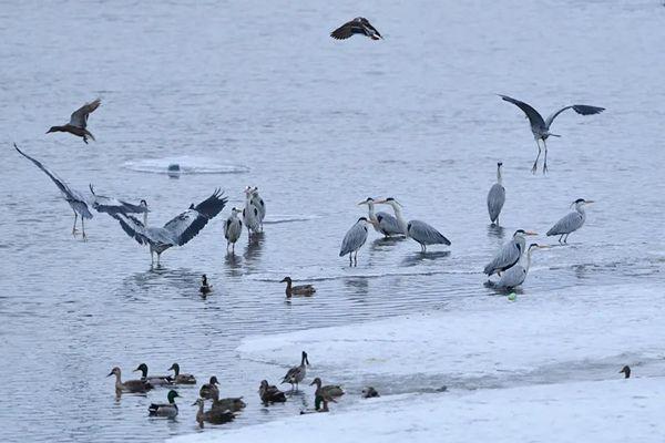 雷打雪人吃铁是什么意思 遇到雷打雪预示什么