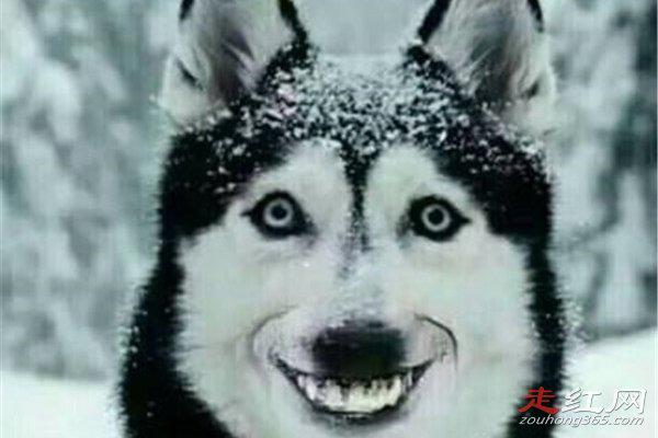 微笑狗事件原图太吓人 一张照片造成生命的死亡