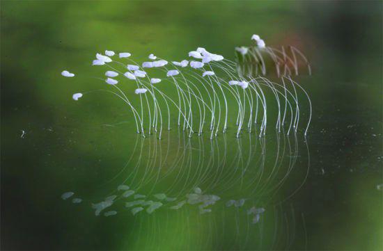 优昙婆罗花开意义重大之预言 优昙花开三千年出一圣人救世
