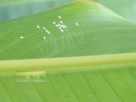 优昙婆罗花开意义重大之预言 优昙花开三千年出一圣人救世