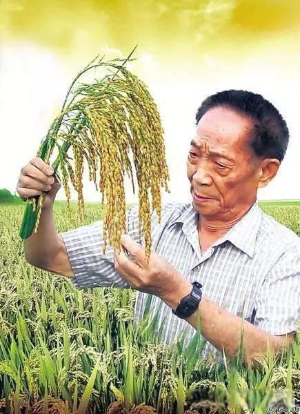 袁隆平简介及主要事迹 称之为当代的神农