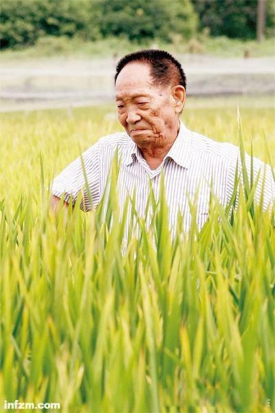 袁隆平简介及主要事迹 称之为当代的神农
