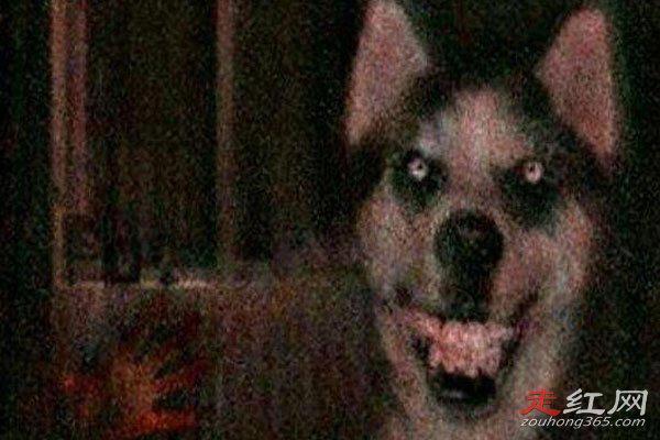 微笑狗原图恐怖事件怎么回事 还伴随着一个恐怖的故事