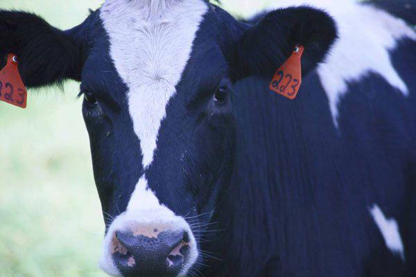 甩奶舞不穿内衣 被封杀了多少网红怎么不长记性