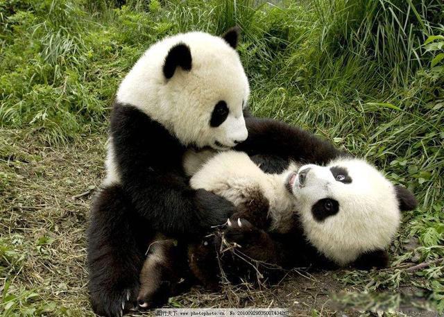 大熊猫的资料完整介绍 关于国宝大熊猫的简介