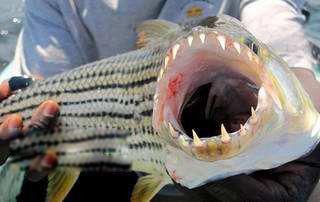 非洲虎鱼图片及简介 河中巨怪节目捕获非洲虎鱼