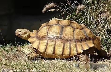 关于乌龟的资料有哪些 乌龟寿命一般几年