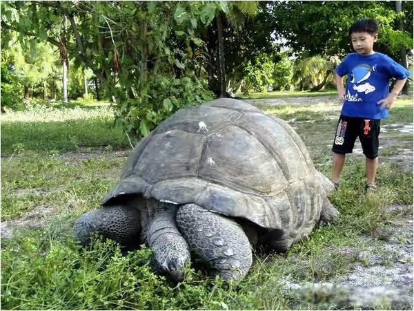 关于乌龟的资料有哪些 乌龟寿命一般几年