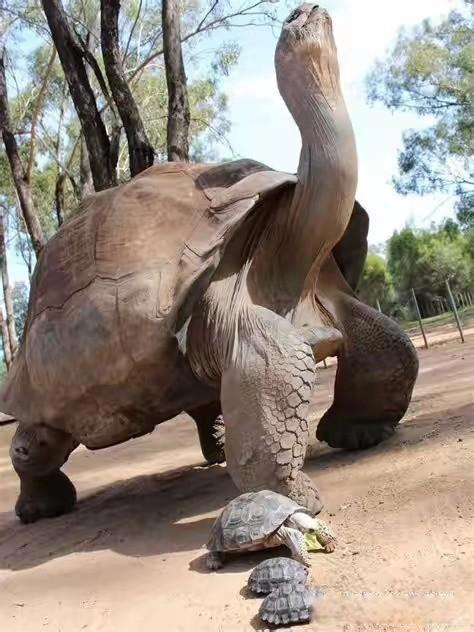 关于乌龟的资料有哪些 乌龟寿命一般几年