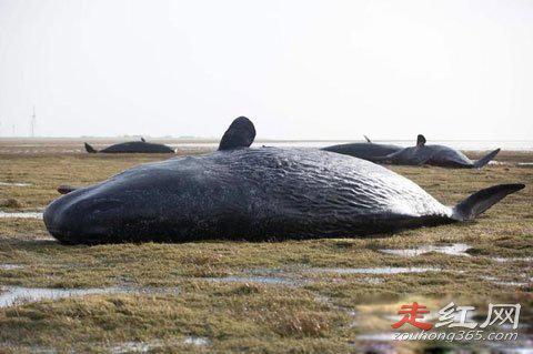 鲸鱼爆炸的原因 威力有多大，现象叫什么