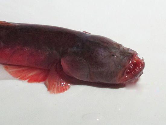 红狼牙鰕虎鱼能吃吗有毒吗 营养价值怎样