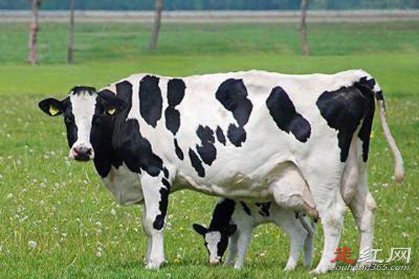 牛欢喜好吃吗能吃吗 是牛的什么器官哪个部位