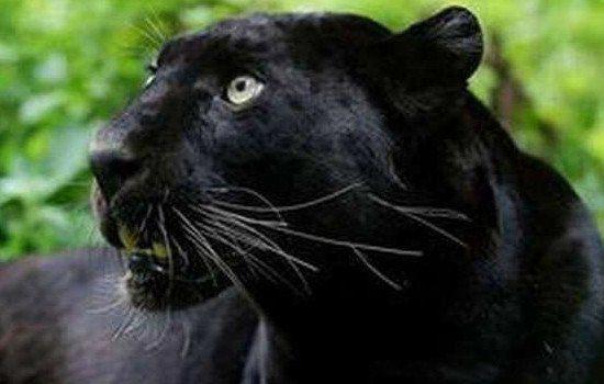 霸王猇真的存在吗灭绝了吗 霸王猇为什么灭绝