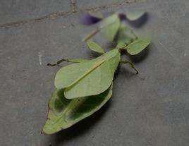 叶子虫图片长什么样 常见的种类有哪几种