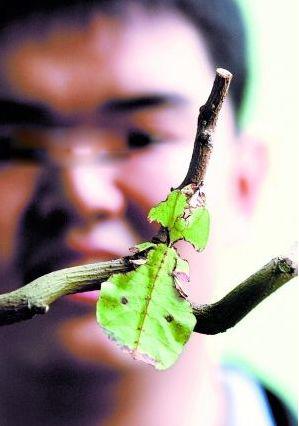 叶子虫图片长什么样 常见的种类有哪几种