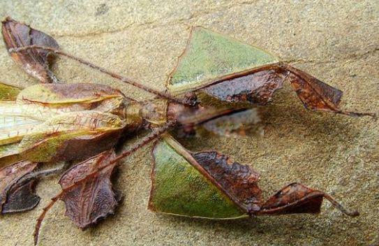 叶子虫图片长什么样 常见的种类有哪几种